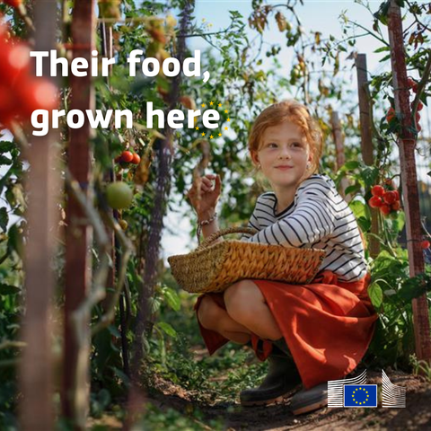 Girl picking tomatoes in summer in garden. -